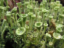 Goblet lichenenised fungi (Cladonia floerkeana)