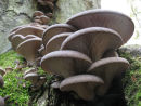 Oyster fungi