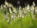 Snowdrops