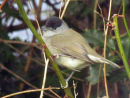 Blackcap in garden