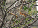 Redwing