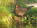 Blackbird