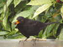 Blackbird with sultana