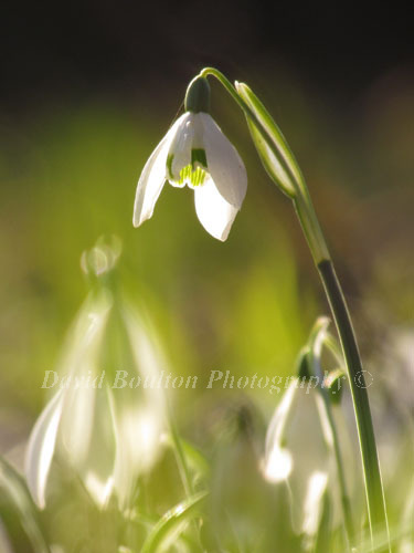 Snowdrops