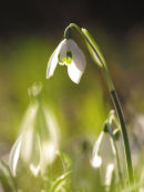 Snowdrops