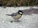 Great Tit