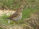 Song Thrush