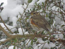 Redwing in the snow