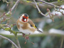 Goldfinch
