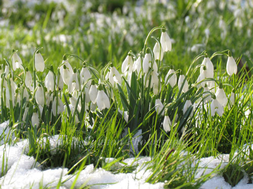 Snowdrops amongst the snow