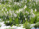 Snowdrops amongst the snow
