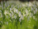 Snowdrops