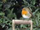 Robin on garden fork