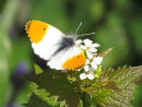 Orange Tip butterfly