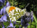 Orange Tip butterfly