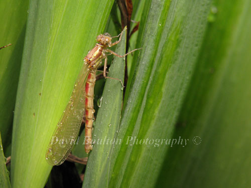 Emergent Large Red Damselfly & rain droplets