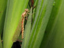 Emergent Large Red Damselfly & rain droplets
