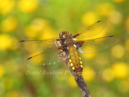Broad Bodied Chaser dragonfly