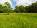 Buttercup meadow