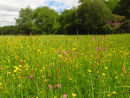 Buttercups and Ragged Robin