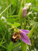 Bee Orchid