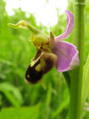 Bee Orchid