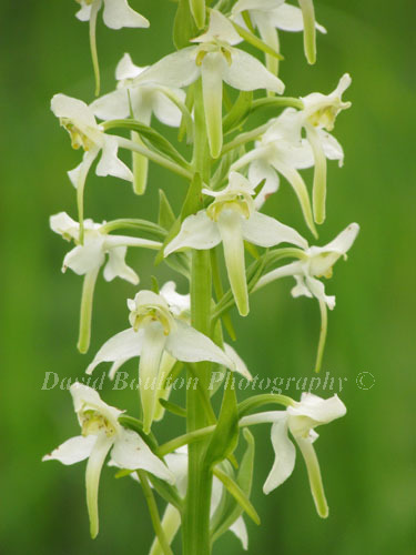 Greater Butterfly orchid