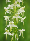 Greater Butterfly orchid