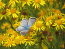 Chalkhill Blue