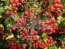 Migrant Hawker & Hawthorn berries