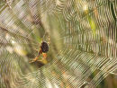 Spiders web