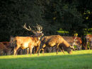 Red Deer