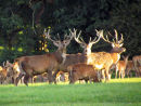 Red Deer