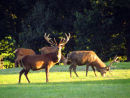 Red Deer