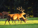 Red Deer