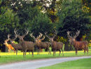 Red Deer