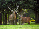 Red Deer