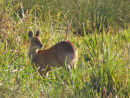 Chinese Water Deer
