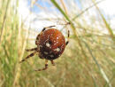 Orb web spider