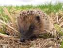 Hedgehog