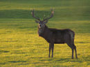 Red Deer stag