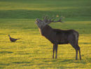Red Deer roaring