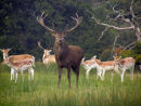 Red & Fallow Deer
