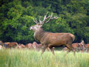 Red Deer stag