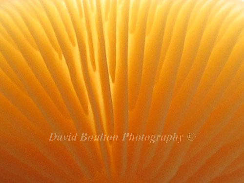 Close-ups of Nature