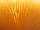 Close-ups of Nature