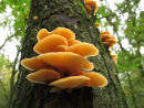 Velvet Shank fungi