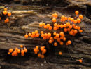Slime Mould (species to be confirmed)