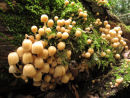 Fairy Ink Caps (to be confirmed)