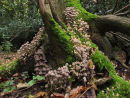 Fairy Ink caps (to be confirmed)